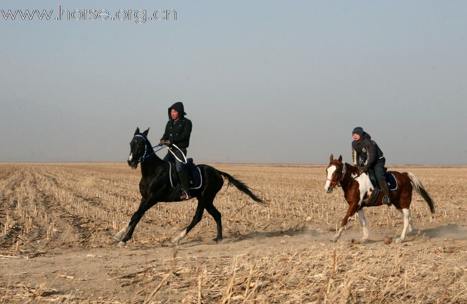 清心山马术俱乐部出征2010年耐力赛日志（16日）