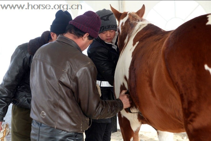 清心山马术俱乐部出征2010年耐力赛日志（17日）
