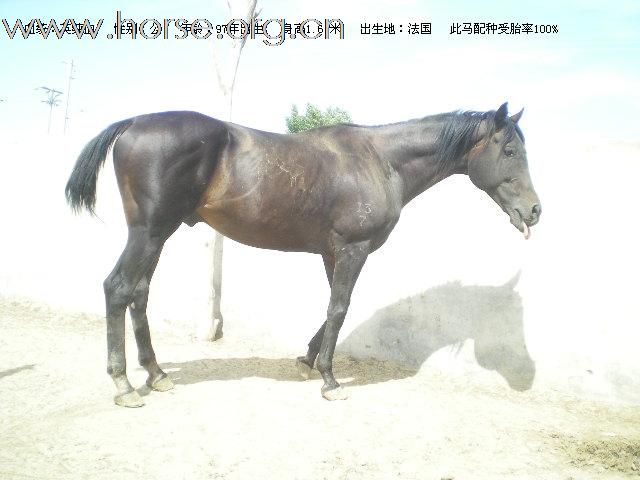 出售骑乘马，俱乐部用马，旅游营业用马。