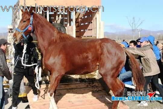 54匹“优骏”种马“飞”抵呼和浩特白塔机场