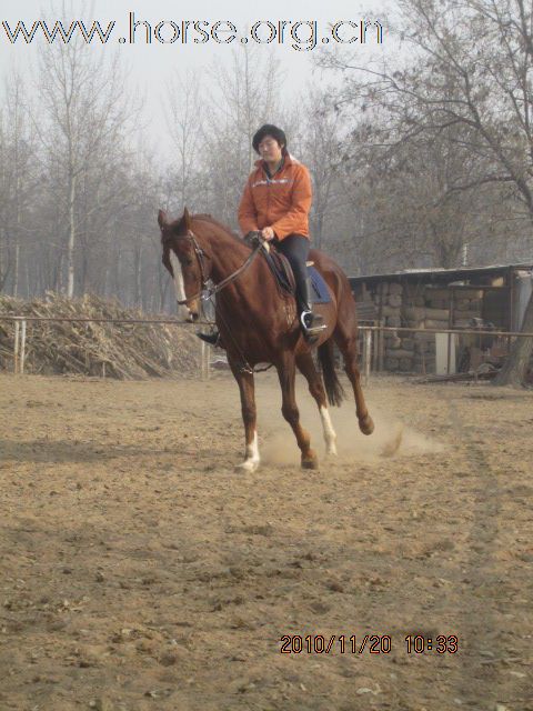 天津出售纯血场地障碍马