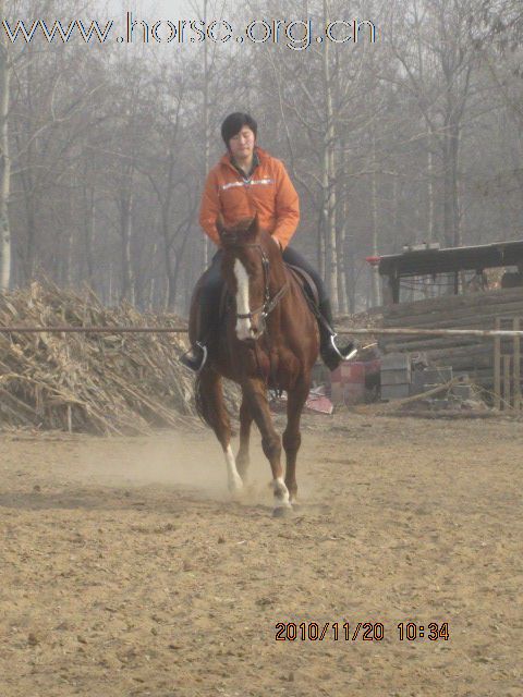 天津出售纯血场地障碍马