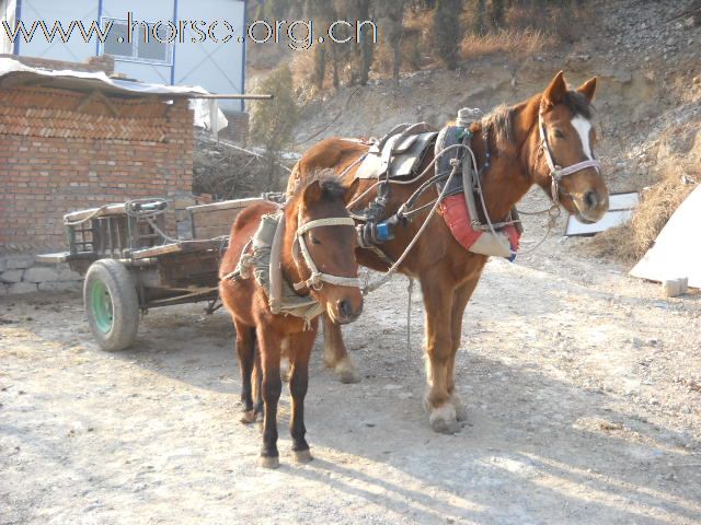 能拉车、骑乘的德保矮马