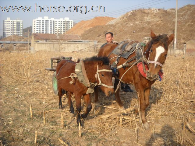 能拉车、骑乘的德保矮马