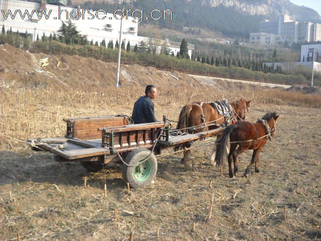 能拉车、骑乘的德保矮马