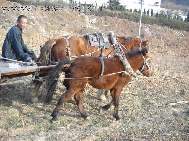 能拉车、骑乘的德保矮马