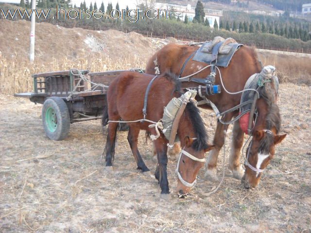 能拉车、骑乘的德保矮马