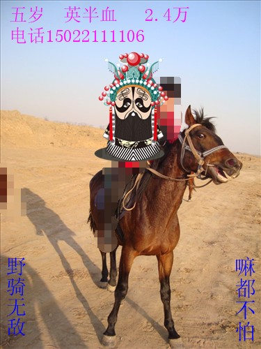 野骑之王