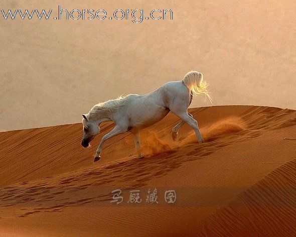 [贴图]骏马 美女 帅哥及马文化