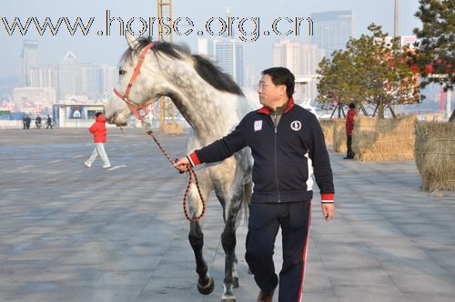 [分享]克里伯帆船凯旋归 虎年新春骏马迎