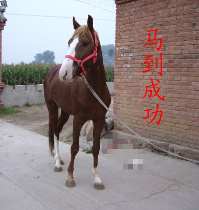 出售良驹