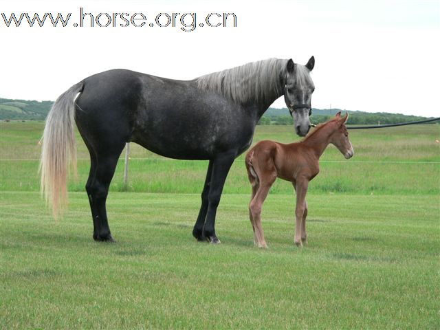 求助，鉴定马种，FOX TROTTING HORSE