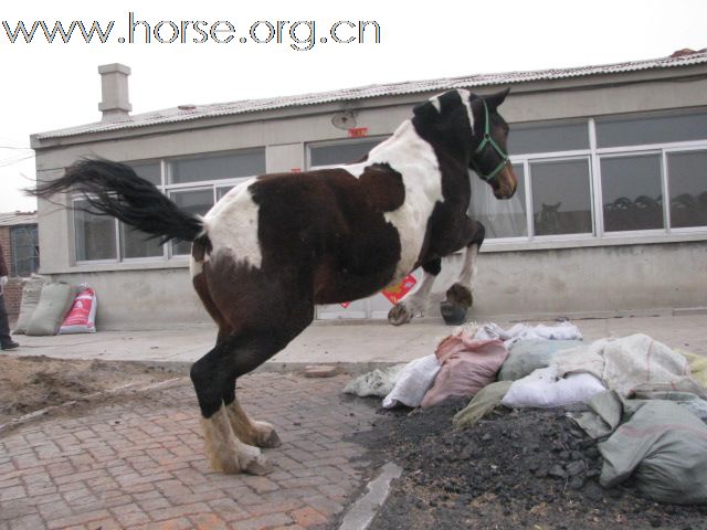 卖马