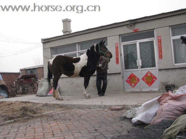 卖马