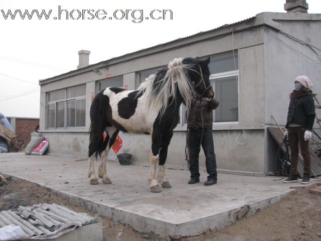 卖马