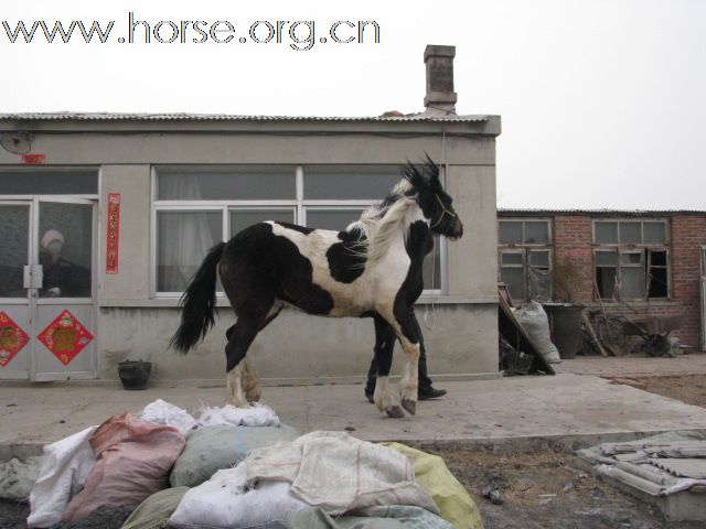 卖马
