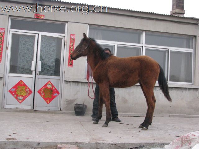 卖马