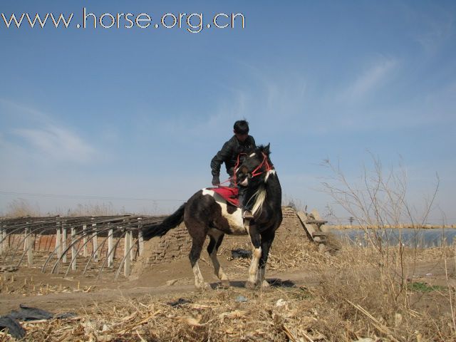 公马/母马/小马/骑乘马