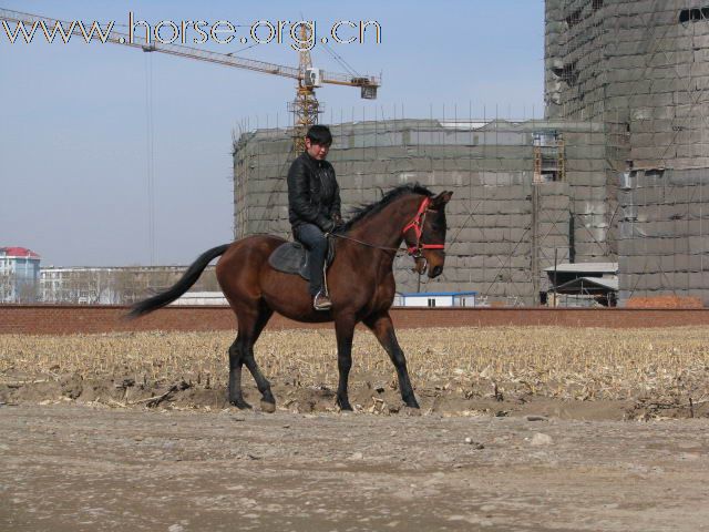 公马/母马/小马/骑乘马