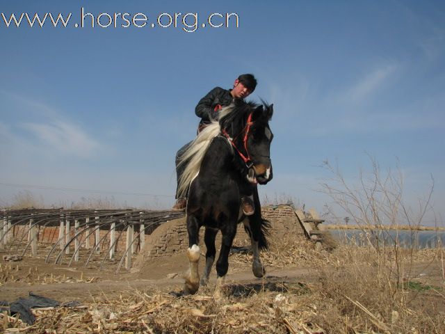 公马/母马/小马/骑乘马