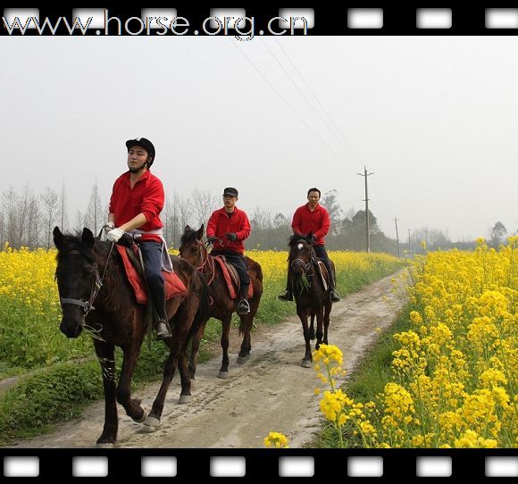 元宵节马帮骑马赏油菜花