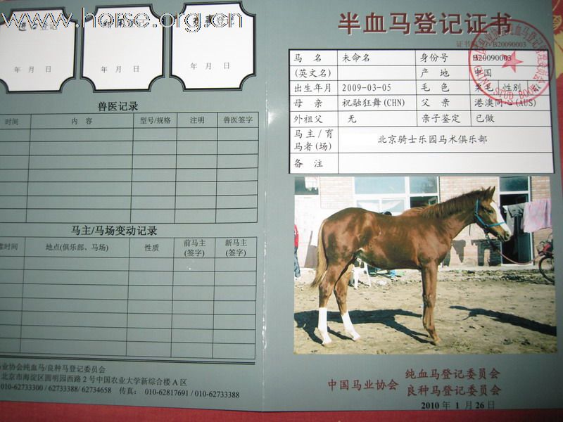 一岁半血幼驹带证书转让