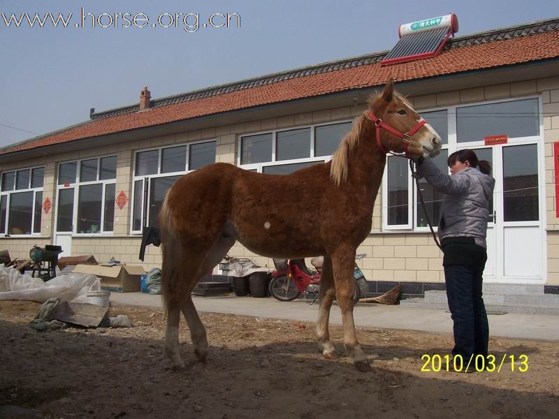 半血驹子有售