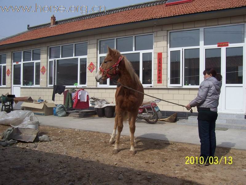 半血驹子有售