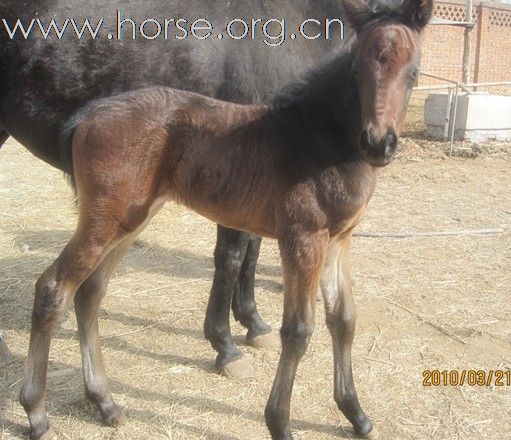 出售 优质小马驹 漂亮