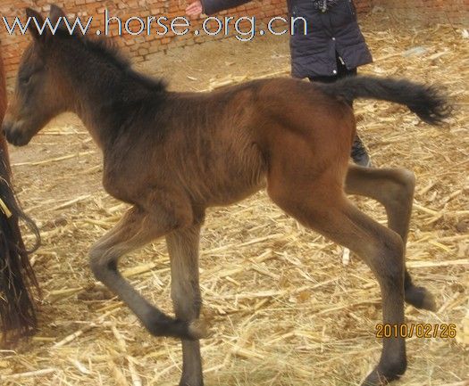 出售 优质小马驹 漂亮