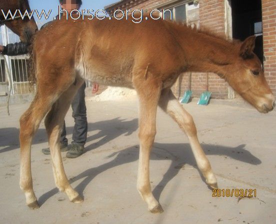 出售 优质小马驹 漂亮