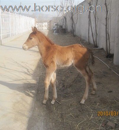 出售 优质小马驹 漂亮