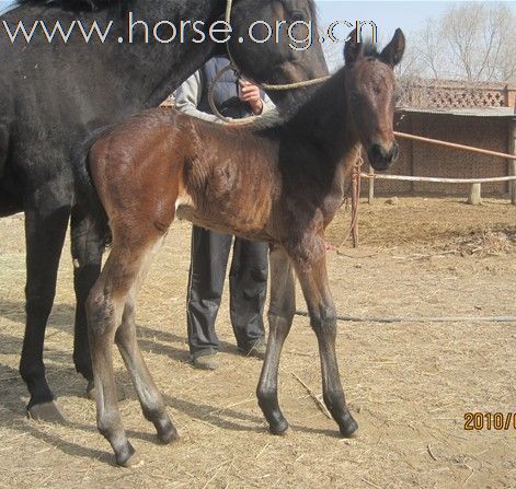 出售 优质小马驹 漂亮