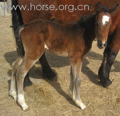 出售 优质小马驹 漂亮