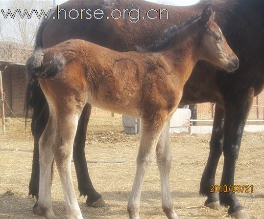 出售 优质小马驹 漂亮