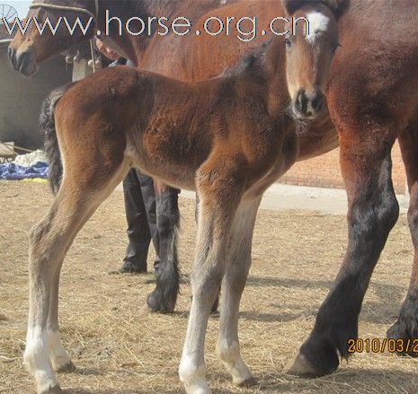 出售 优质小马驹 漂亮