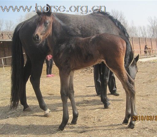 出售 优质小马驹 漂亮