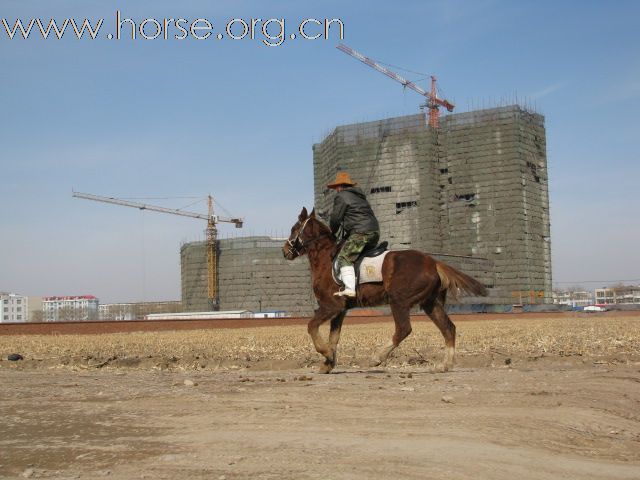 公马/母马/小马/骑乘马
