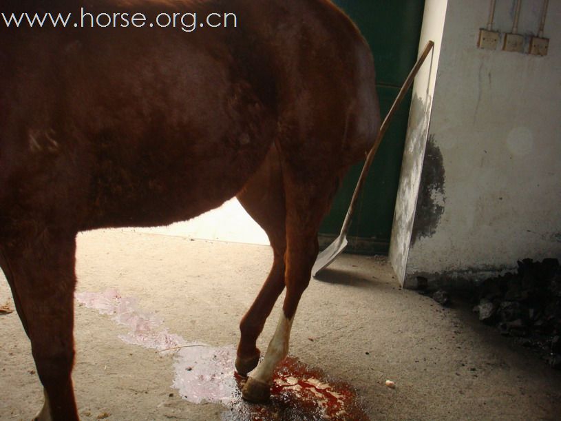 马的淋巴外渗最简单有效的治疗方法