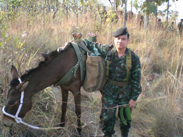 泰國騎兵森林巡邏隊