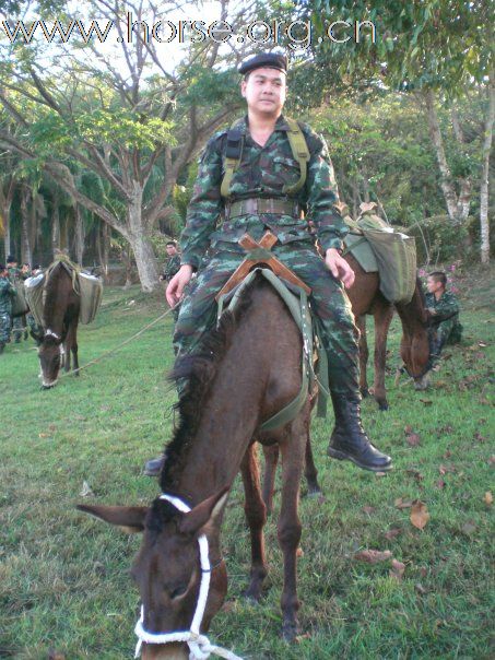 泰國騎兵森林巡邏隊