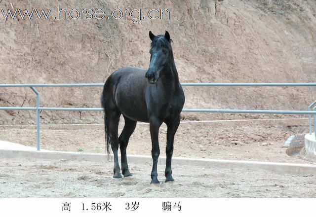 出售骏马！