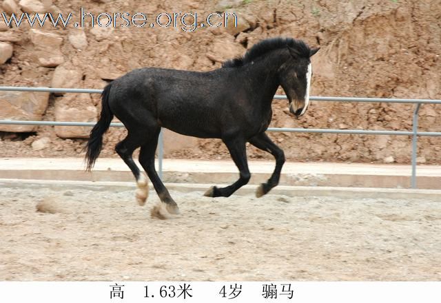 出售骏马！