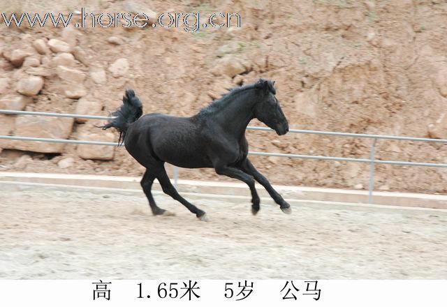 出售骏马！