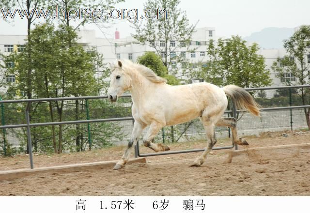 出售骏马！