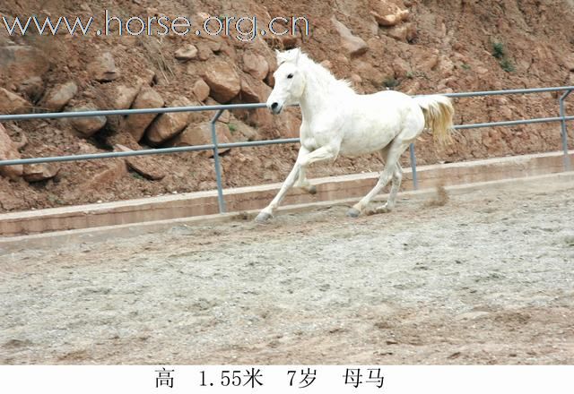 出售骏马！