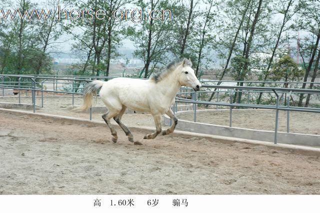 出售骏马！