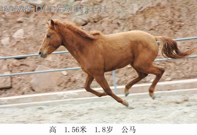 出售骏马！