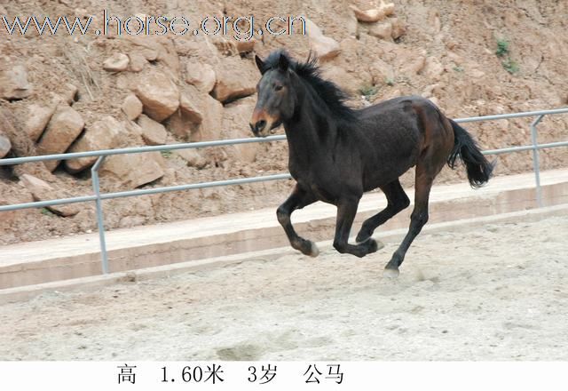 出售骏马！