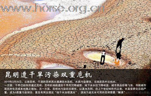 出售在云南的矮马